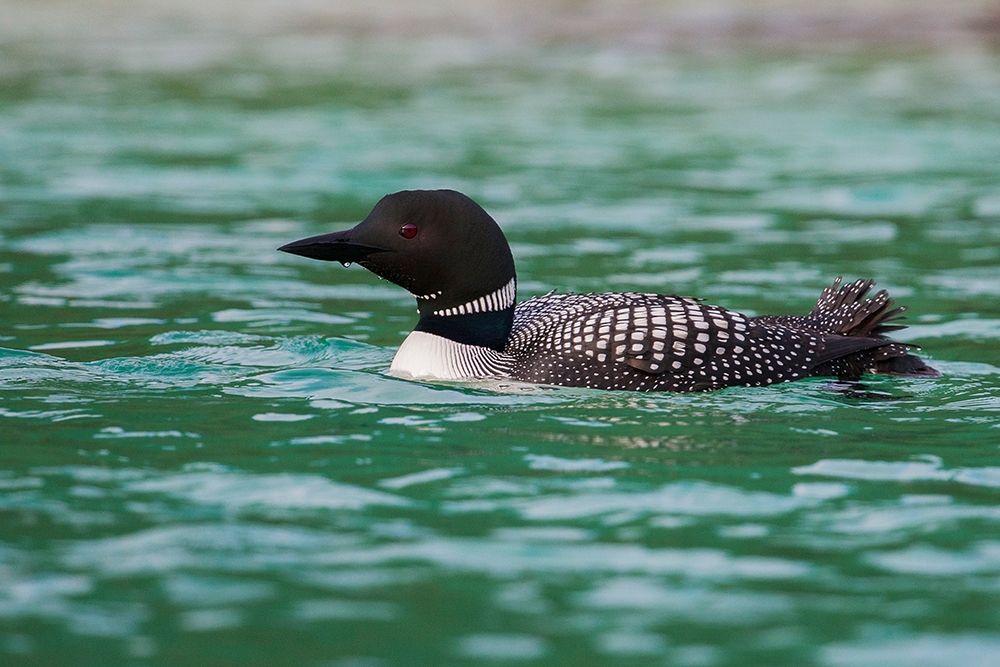 Common Loon